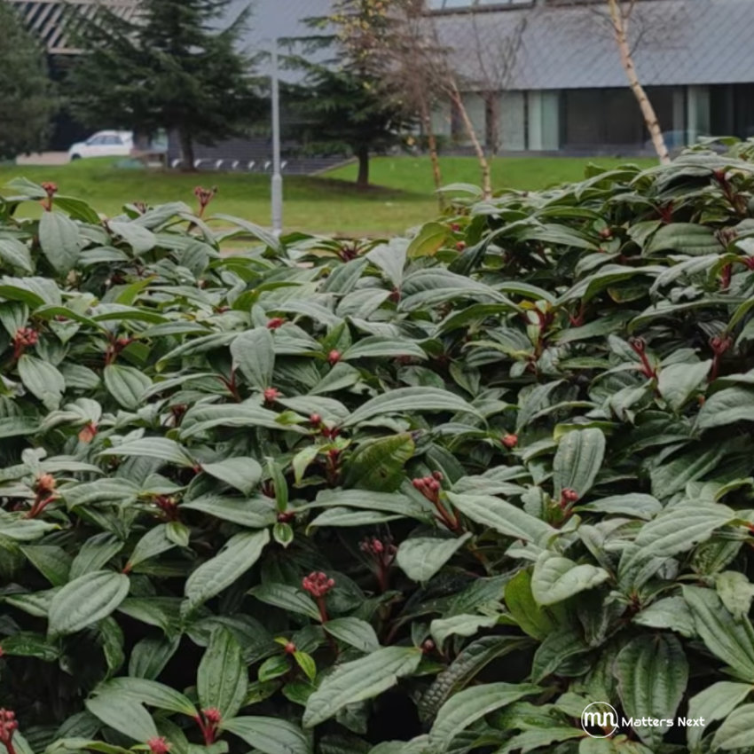 shot on Mi 11 108mp camera